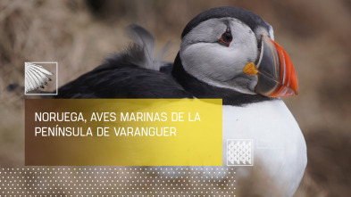 Imagen de Noruega, aves de la península de Varenger - 2