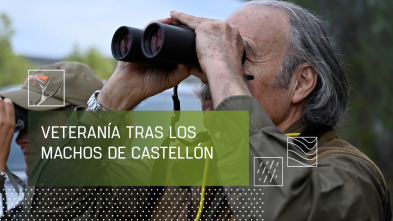 Imagen de Veteranía trás los machos de Castellón - 2