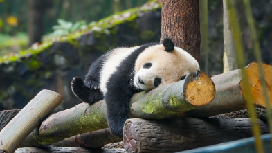 Imagen de Escuela de pandas: El estilo panda - 1