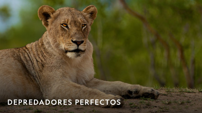 Imagen de Depredadores perfectos  - 2