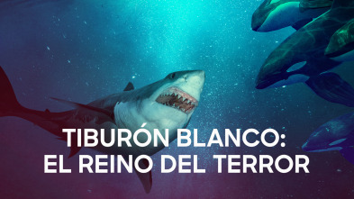 Imagen de Tiburón blanco: el reino del terror - 2