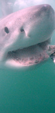 Imagen de La invasión del megatiburón - 6