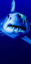 Imagen de Sharkzilla ataca Nueva York - 3