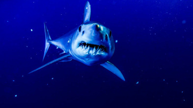 Imagen de Sharkzilla ataca Nueva York - 4
