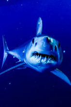 Imagen de Sharkzilla ataca Nueva York - 5