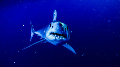 Imagen de Sharkzilla ataca Nueva York - 6