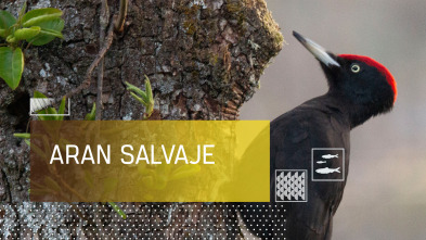 Imagen de Arán Salvaje - 2
