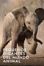Imagen de Pequeños gigantes del mundo animal  - 1