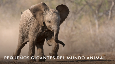 Imagen de Pequeños gigantes del mundo animal  - 2
