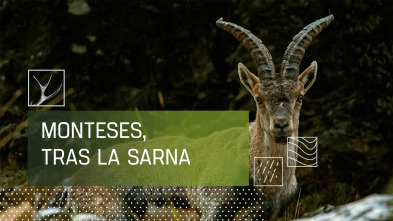 Imagen de Monteses tras la sarna - 2