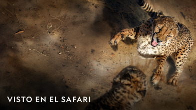 Imagen de Visto en el safari  - 7