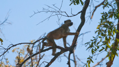 Imagen de Visto en el safari: Los babuinos mandan - 1