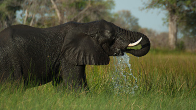 Imagen de Visto en el safari: Esperar lo inesperado - 1