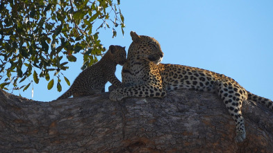 Imagen de Visto en el safari: León vs. leopardo - 1