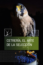 Imagen de Cetrería: el arte de la selección - 1