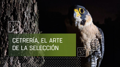 Imagen de Cetrería: el arte de la selección - 2