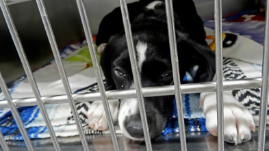 Imagen de Veterinario en apuros: Recogiendo los pedazos - 2
