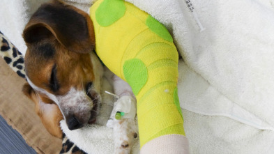 Imagen de Veterinario en apuros: Un golpe de mala suerte - 2