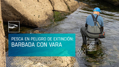 Imagen de Pesca en peligro de extinción: barbada con vara - 2