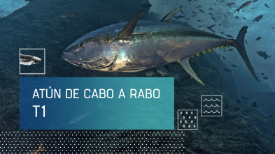 Imagen de El atún de cabo a rabo (T1) - 2