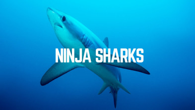 Imagen de Tiburones Ninja - 2