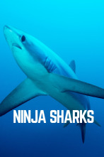Imagen de Tiburones Ninja - 1