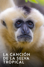 Imagen de La canción de la selva tropical  - 1