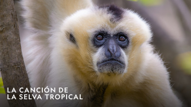 Imagen de La canción de la selva tropical  - 7