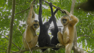 Imagen de La canción de la selva...: Canción de la selva tropical - 1