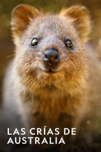 Imagen de Las crías de Australia  - 1