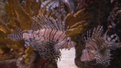 Extrañas criaturas - Excéntricos del océano