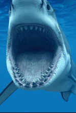 Imagen de Los tiburones más peligrosos del mundo - 6
