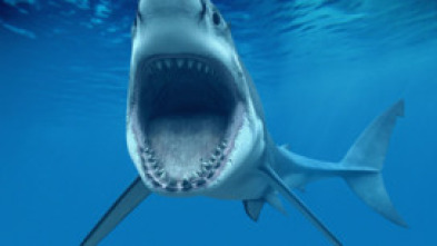 Imagen de Los tiburones más peligrosos del mundo - 7