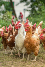 Imagen de Campechanos - 4