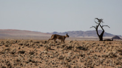 Imagen de Ataques felinos   - 7