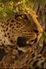 Cazadores de África: La leopardo que cambió sus lunares