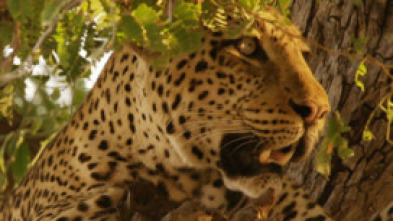 Cazadores de África: La leopardo que cambió sus lunares