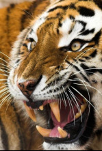 Imagen de El último depredador  - 7