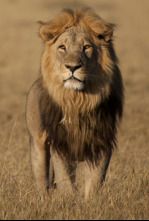Imagen de Savage Kingdom: El reino del terror - 6