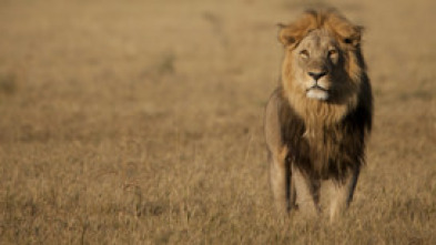 Imagen de Savage Kingdom: El reino del terror - 7