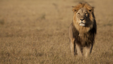 Imagen de Savage Kingdom: lucha de clanes  - 10