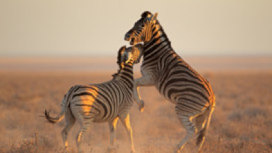 Imagen de El club de la lucha...: Desbocados - 7