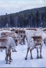 Europa: naturaleza...: El lince perdido