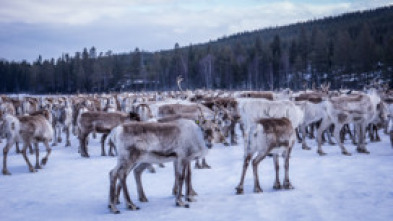 Europa: naturaleza salvaje 