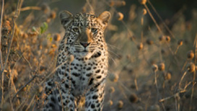 La reina de la velocidad del Serengeti