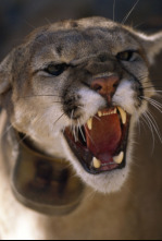 Imagen de Los animales más...: El Amazonas - 4
