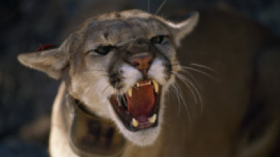 Imagen de Los animales más...: América - 5