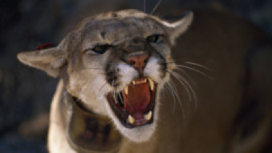 Imagen de Los animales más...: África - 5