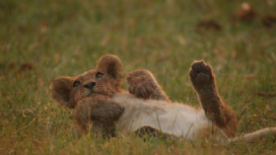 El lado salvaje de África: Guerra de sexos