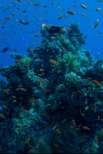 Imagen de Maravillas del océano: Islas de vida - 6